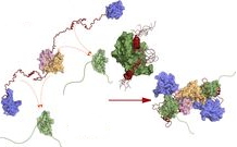 SARS-CoV-2: A key interaction between two proteins could lead to a new therapeutic strategy