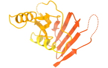 Structure d’une enzyme clef de la réplication d’un virus pathogène humain