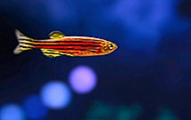 Traduire l’activité cérébrale spontanée d’un poisson-zèbre à l’autre