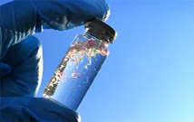 Impact des nano-plastiques sur les cellules immunitaires