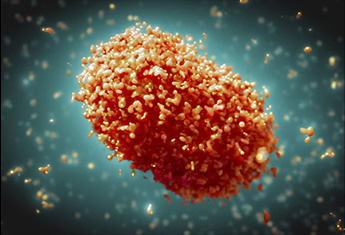 Monkeypox : le vaccin MVA protège en prévention, mais pas en post-exposition