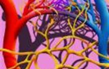 Une protéine clé dans le développement du réseau lymphatique