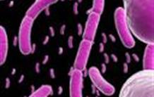 Observer les bactéries en RMN pour développer de nouveaux antibiotiques