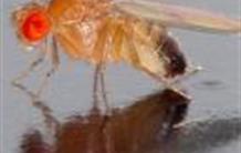 Des biofilms bactériens in vivo