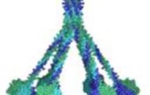 Mieux connaître l’immunité innée