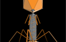 Des virus pour protéger les plantes des bactéries