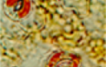 Réponse immune de la plante : de quoi résister aux bactéries et à la sécheresse