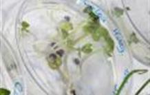 Un secret de longévité des graines chez les végétaux