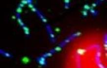 MEIOB : une nouvelle protéine de la reproduction