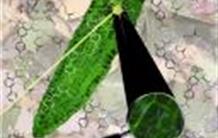 Un nouvel outil pour étudier la régulation du phosphate dans les cellules