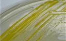 Une bactérie qui dégrade les dioxines