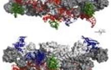 The tempo of ribosomes