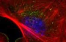 Inhibitory signalling to the Arp2/3 complex steers cell migration