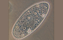 Paramécie : un mystère éclairci