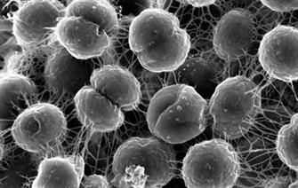 Vers des cyanobactéries productrices d’hydrogène