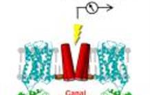 Un biosenseur électrique pour épier les protéines
