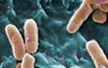 Une nouvelle arme fatale de Pseudomonas aeruginosa, bactérie multi-résistante aux antibiotiques