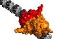 The flower protein reveals a part of its history