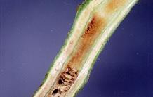 Un leurre pour tromper l’adversaire