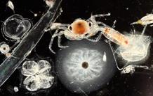 Tara Oceans: 40 million new genes decoded