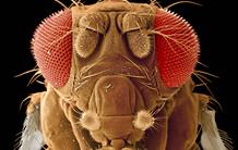 Macro-bio-molécules, vous êtes cernées