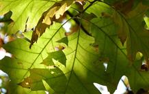 The oak genome has been sequenced