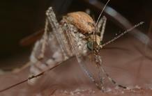 Lutte anti-moustiques: une combinaison gagnante