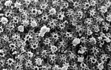 Transport entre le noyau et le cytoplasme : le secret de la rapidité