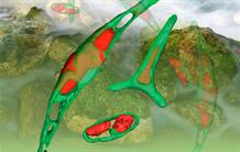 Secrets d’une micro-algue à cornes