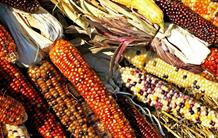 Biofortification : découverte de gènes impliqués dans le transport du zinc dans les graines