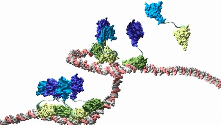 La figure montre la protéine LEAFY en train de s’assembler en petites chaines sur l’ADN (blanc et rouge) grâce à son domaine de liaison à l’ADN (vert clair ou vert foncé) et son domaine d’oligomérisation (bleu clair ou bleu foncé) © Camille Sayou et. al, Nature Communications.