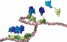 L'union fait la fleur