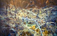 Au travers du désordre !