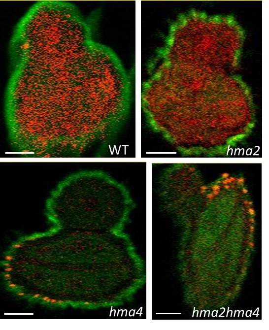 Cartographie de la distribution du Ca (vert) et du Zn (rouge) obtenue par µPIXE sur la microsonde nucléaire du CEA de Saclay sur des coupes de graines d’Arabidopsis thaliana sauvage (wild type: WT) ou de mutants dont un ou 2 gènes ont été désactivés (HMA2, HMA4). Barre d’échelle: 50 µm. © Camille Larue