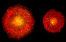 Microtubules : ce qui ne les tue pas les rend plus forts