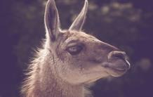 ALzheimer : le lama détecte les lésions cérébrales !