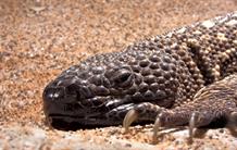 Des médicaments dans les venins