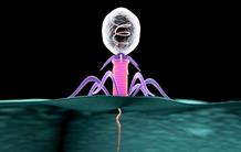 A revelation about phages, the alternative to antibiotics