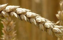 The Consequences of Global Warming on the Wheat Yield in China
