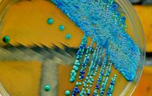 Stopping Pathogenic Fungi