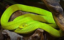 Les vertus des serpents pour soigner les reins