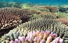Changement climatique et squelettes coralliens 