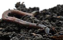 Earthworms Set the Tempo of the Last Glaciation