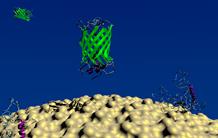 Toxicité des nanomatériaux : vers un nouvel outil de prédiction ?