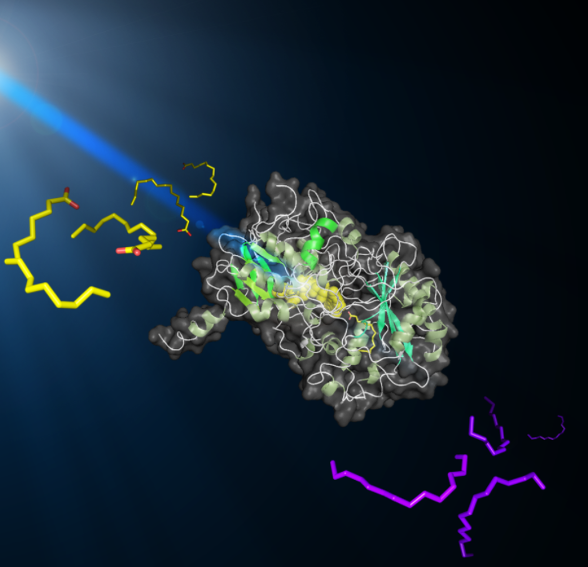 Vue stylisée d’une molécule de FAP convertissant des acide gras en hydrocarbures sous l’effet de la lumière bleue. La FAP est au