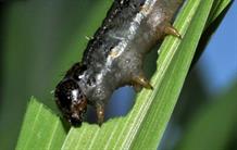 Deciphering the Fall Armyworm as it Invades Africa 