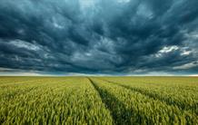 Pourquoi la récolte française de blé de 2016 a été catastrophique  