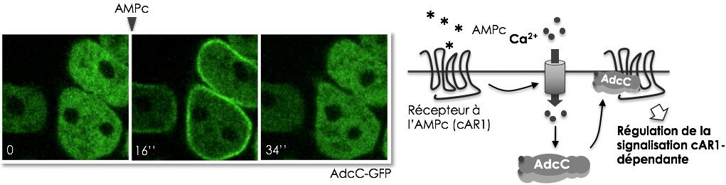 A gauche : AdcC (en vert) répond rapidement à un signal AMPc par une translocation transitoire du cytosol vers la membrane plasmique (16’’ après stimulation) qui reflète les fluctuations intracellulaires de calcium déclenchées par la liaison du chimioattractant sur son récepteur. A droite : Schéma de la réponse d'AdcC au chimioattractant AMPc. © CEA