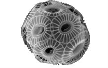 Le plancton calcaire, acteur de la dernière déglaciation 