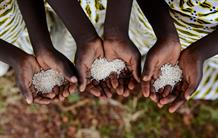 Mali identified as the birthplace of domesticated African rice